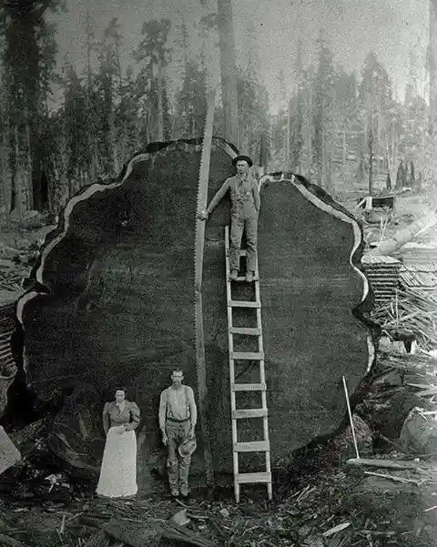 A logging family stands by the 1,300 year-old, 330 foot-tall sequoia tree known as 'Mark Twain' in 1892.