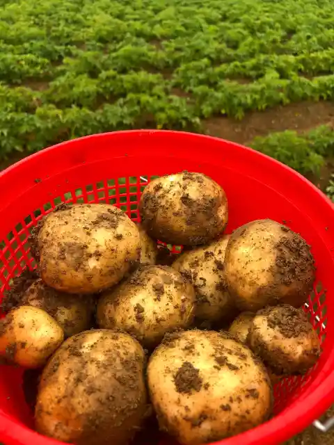 Potatoes
