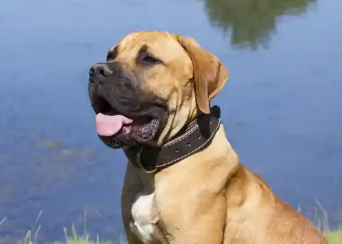 The Boerboel