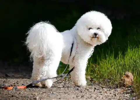 Bichon Frise