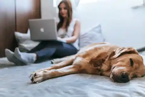 Know Your Sleep Animal To Boost Your Productivity