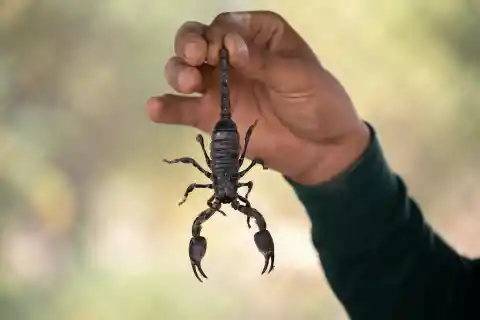 Scorpion&nbsp;