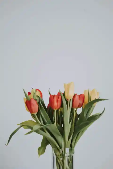 Tulips&nbsp;