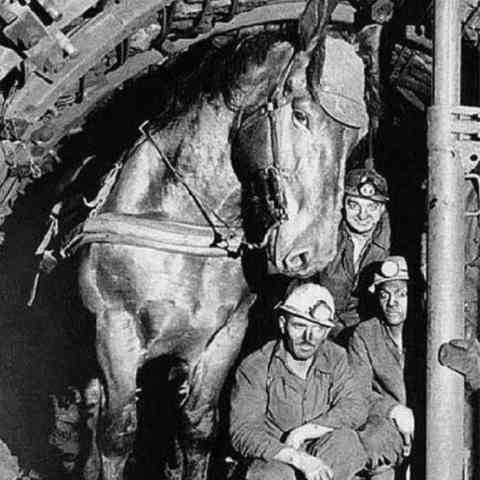 This mining horse posing for the camera with co-workers.