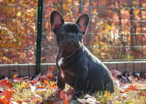 The French Bulldog