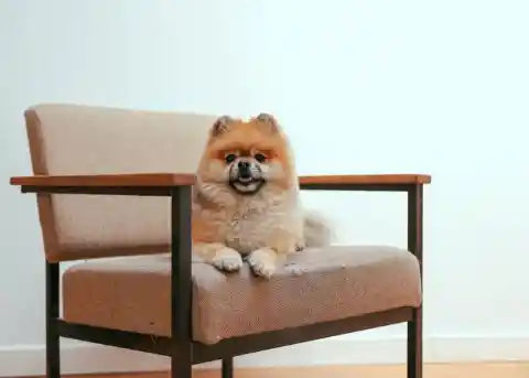 Pomeranian