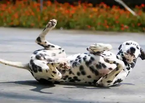 Dalmatian