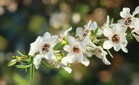 How to Grow Your Own Tea Plants At Home