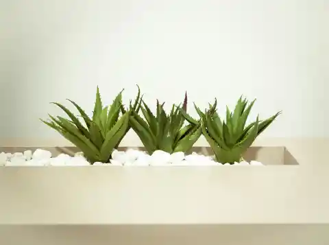 Aloe Vera