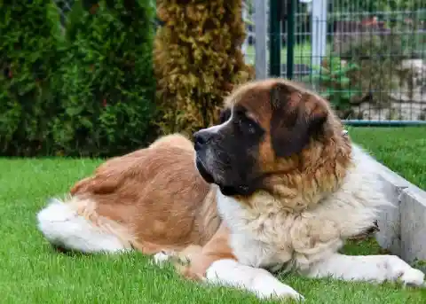 Saint Bernard