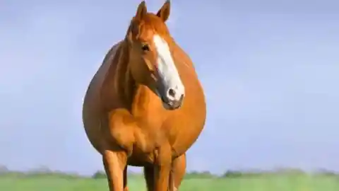 Aggravated Horse