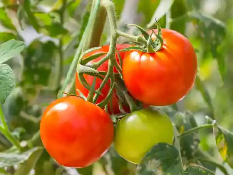 3.Tomatoes