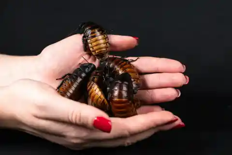 Hissing Cockroach