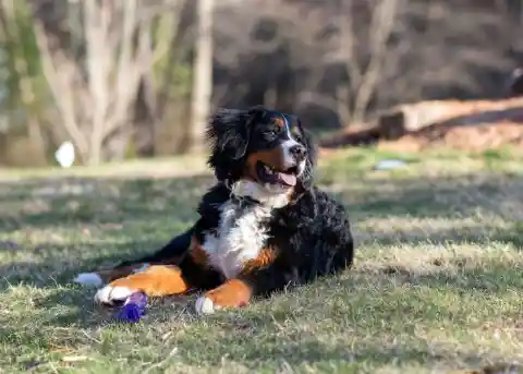 Bernese Mountain Dog