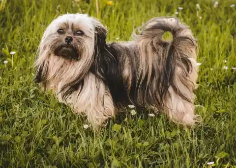 Shih Tzu