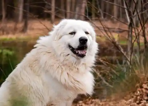 The Great Pyrenees