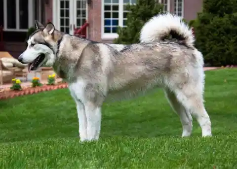 The Alaskan Malamute