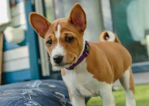 Basenji