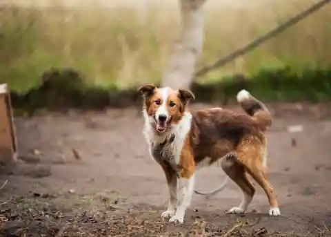 Border Collies