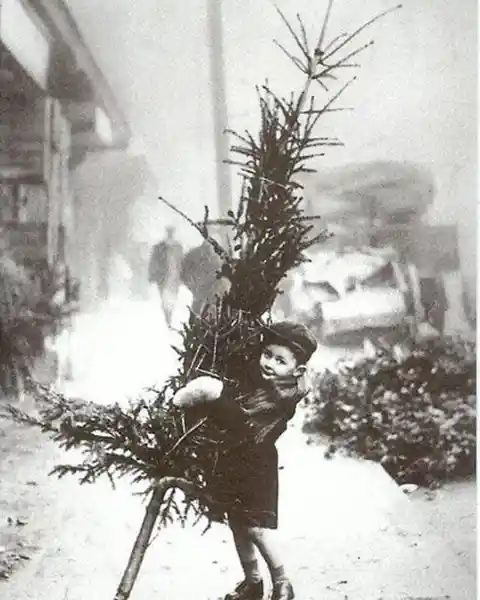 Little boy trying to carry his Christmas tree home in 1900.