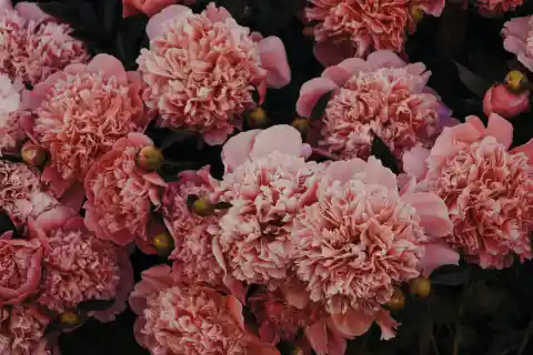 Pastel-Colored Carnation