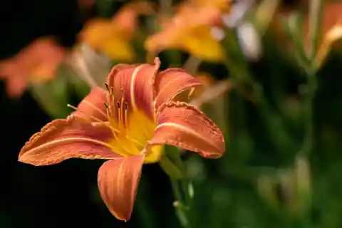 The Lily Stargazer