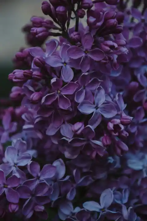 Lilac&nbsp;