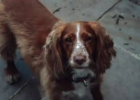 Clumber Spaniel