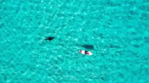 Shark Vs. Paddle Board