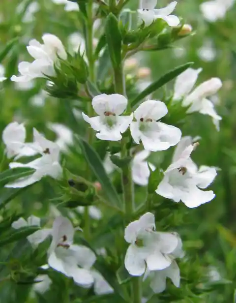 How to Grow Your Own Tea Plants At Home