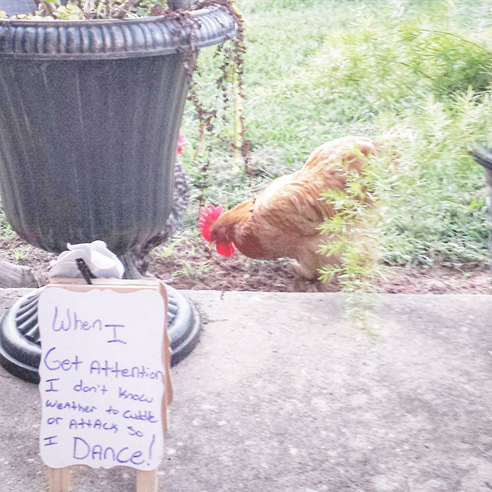 Farmers Are Shaming Chickens for Their “Crimes,” The Results Are ...