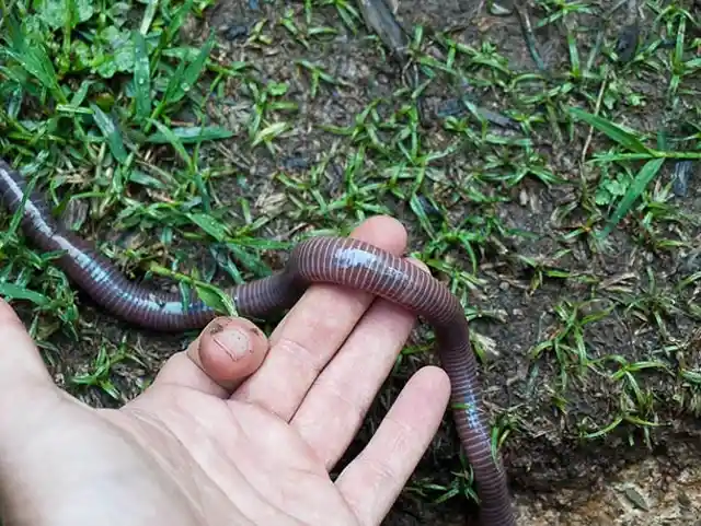 An Enormous Earthworm