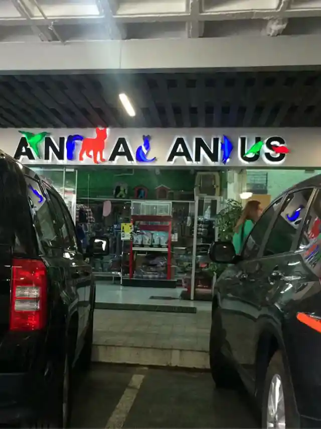 Animal What?