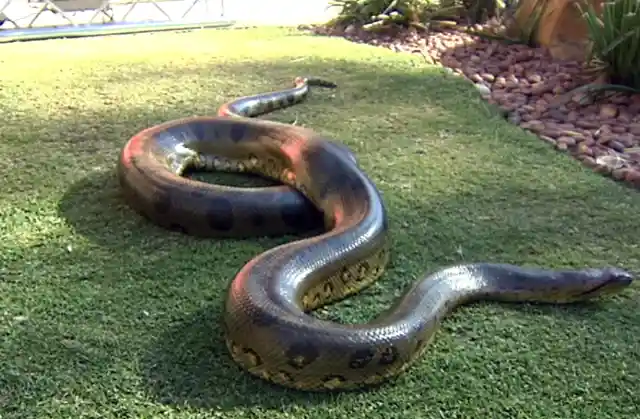 An Anaconda Sunbathing