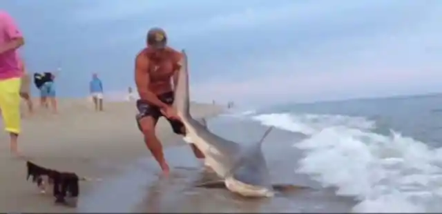 Grabbing the Shark