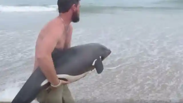 33. Baby Dolphin in Distress