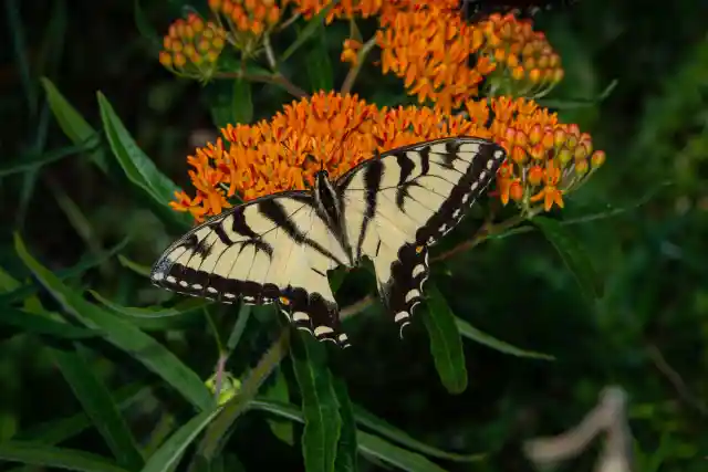 Butterfly
Weed