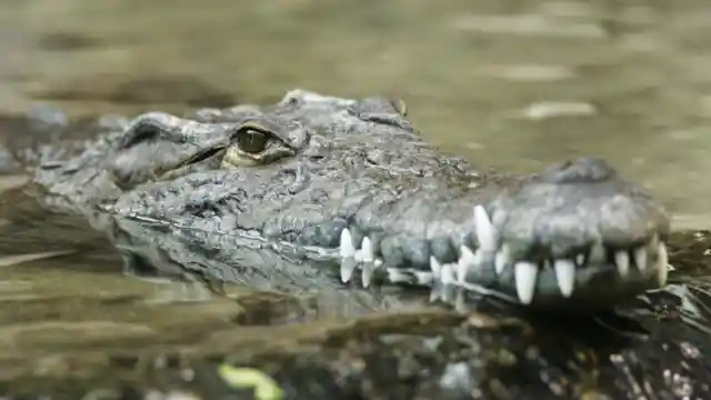 A Man-Eating Crocodile