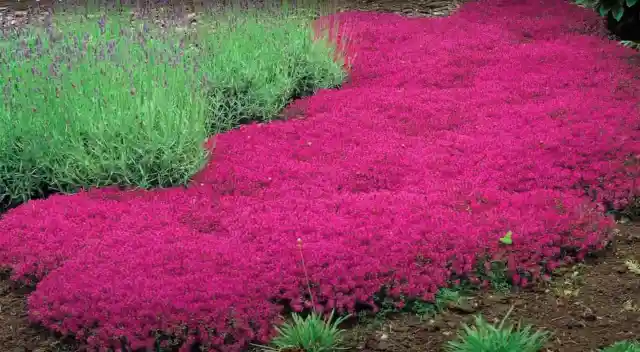 Red
Creeping Thyme