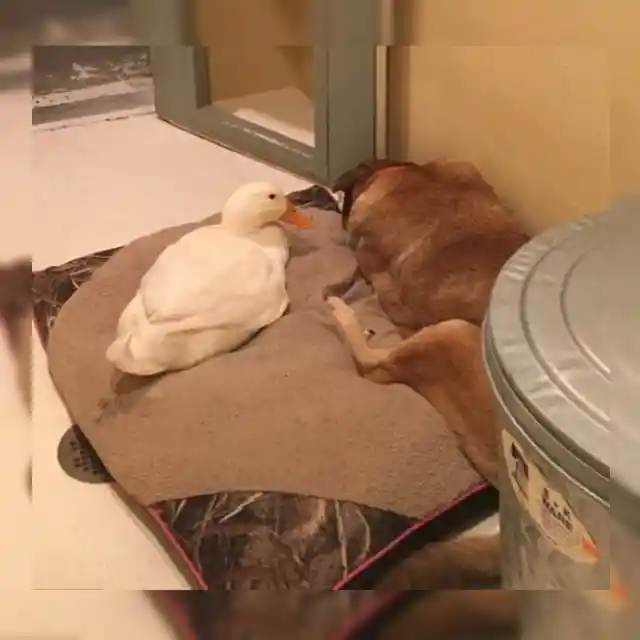 Duck Possession