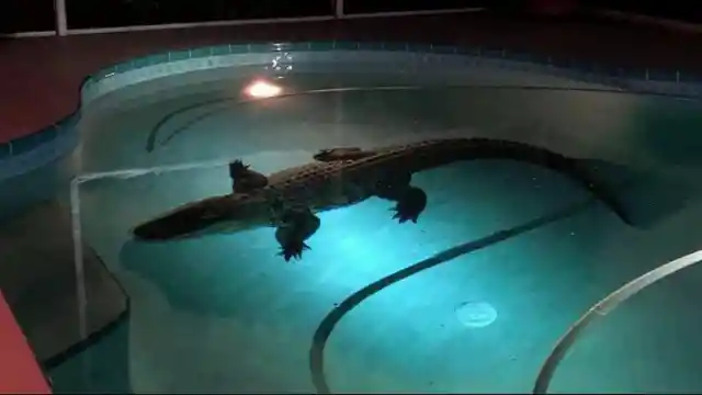 The Dreaded Alligator in the Swimming Pool