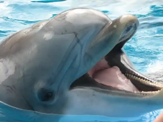 11. Dolphins and Temperament