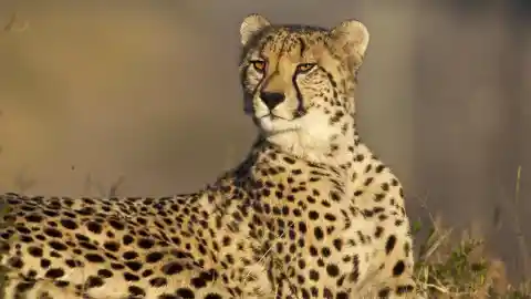 A Chilled Cheetah