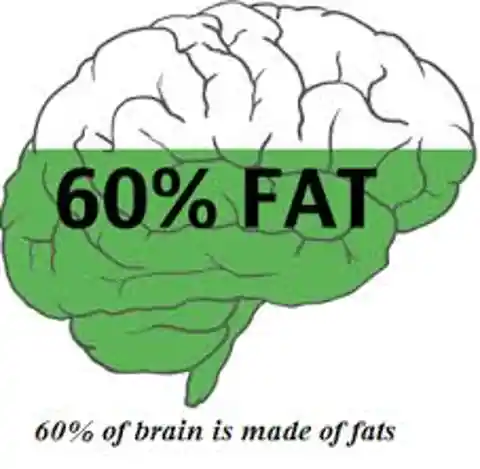 Fattest Organ in the Body