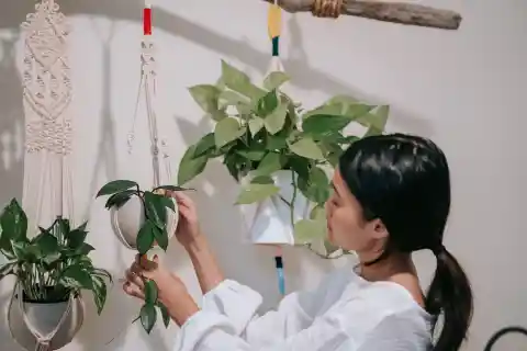 Hanging
planters