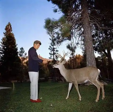 Here's John F. Kennedy feeding a deer at Lassen Volcanic National Park, CA in 1963.