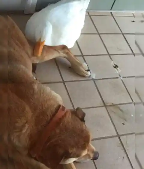 Whose Duck Is This?