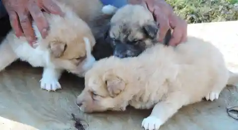 Discovered Puppies