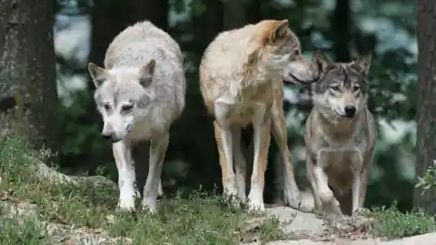 A Wolf Pack
