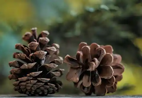 Scented pine cones